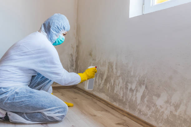 Certified Mold Removal in Berkeley, IL