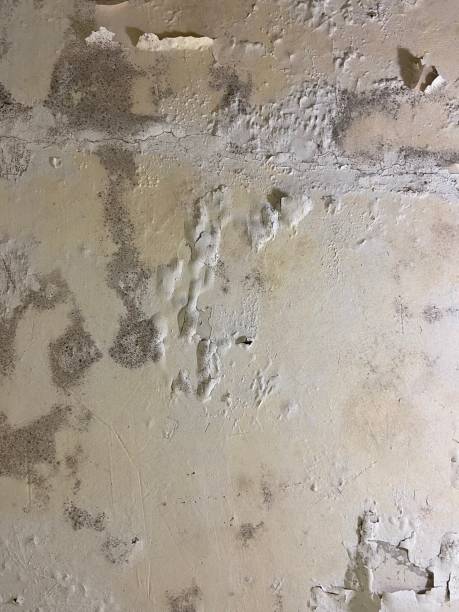 Best Mold Removal Company Near Me  in Berkeley, IL