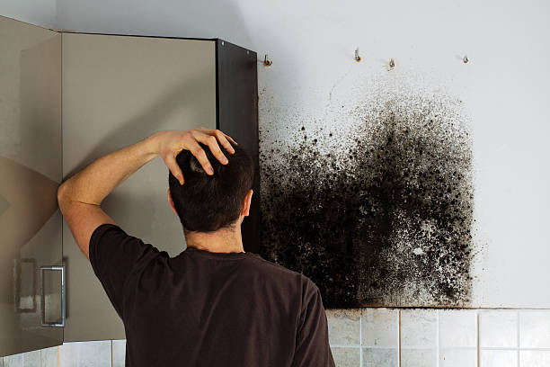 Best Residential Mold Removal  in Berkeley, IL