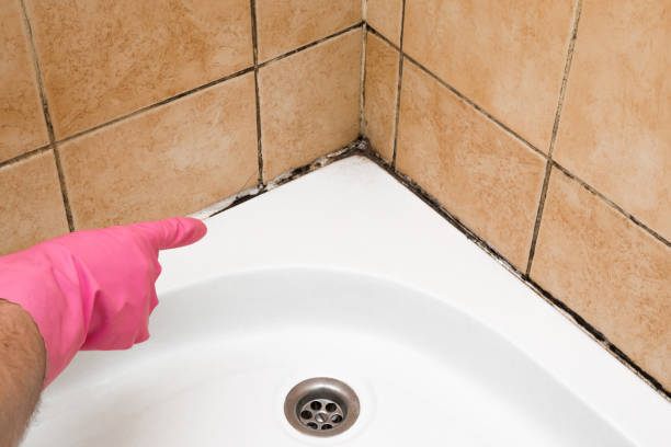 Certified Mold Removal in Berkeley, IL