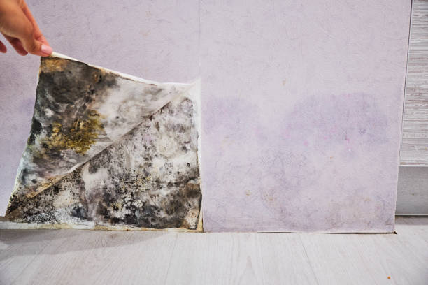 Best Crawl Space Mold Removal  in Berkeley, IL